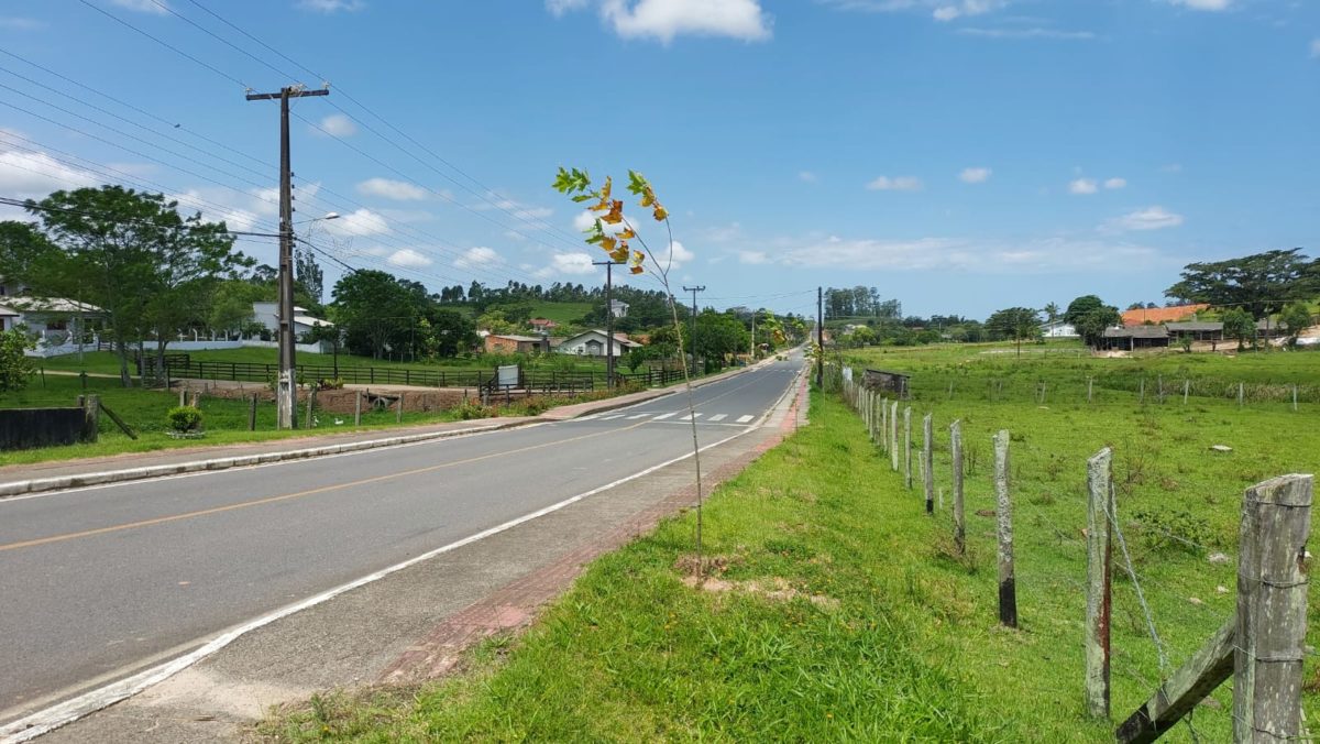 Plantio de árvores na comunidade de Linha Torrens busca embelezamento e atração de turistas