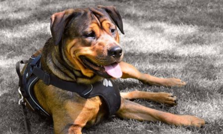 Lei regulamenta registro, adestramento e posse de cães das raças pit bull e rottweiler