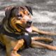 Lei regulamenta registro, adestramento e posse de cães das raças pit bull e rottweiler
