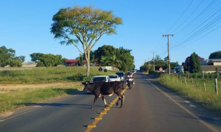 Fila e animais soltos na volta do Balneário Esplanada