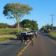 Fila e animais soltos na volta do Balneário Esplanada