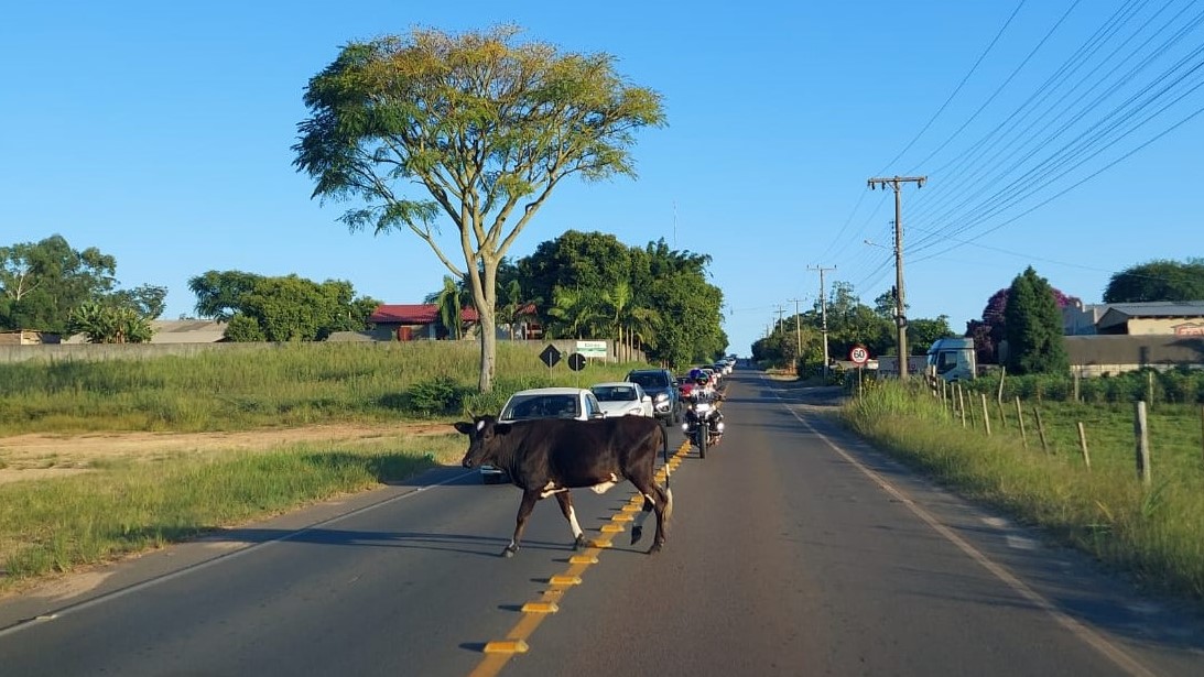 Fila e animais soltos na volta do Balneário Esplanada