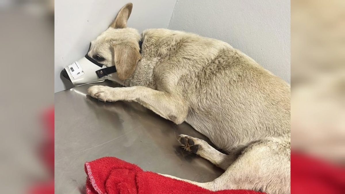 ONG Vida de Cão faz bingo para custear despesas em clínicas