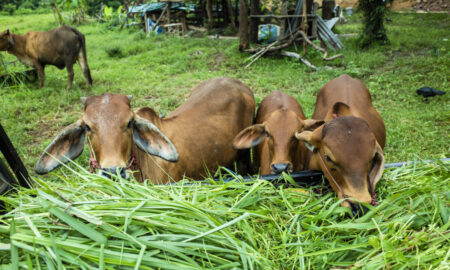 Produtores de gado de Morro da Fumaça podem solicitar subsídio de 50% do valor de sementes de pastagem