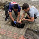 Filhote de gato é resgatado em bueiro no centro