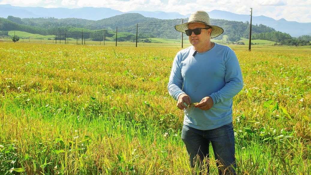 De janeiro a janeiro: parceria entre agricultores e indústrias de arroz é imprescindível o ano todo