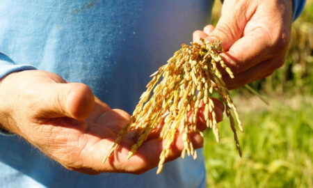 SindArroz-SC celebra qualidade e produtividade do arroz colhido em Santa Catarina