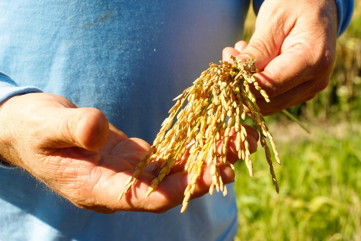 SindArroz-SC celebra qualidade e produtividade do arroz colhido em Santa Catarina