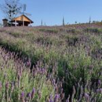 Plantação de lavanda e alecrim em Linha Torrens será transformada em produtos cosméticos