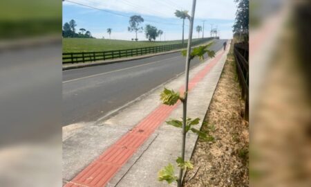 Rodovia Tranquilo Sartor, em Linha Torrens, recebe novo visual na chegada da primavera