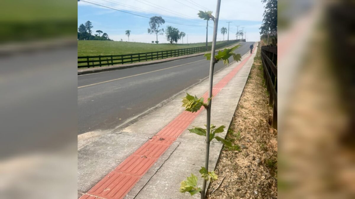 Rodovia Tranquilo Sartor, em Linha Torrens, recebe novo visual na chegada da primavera