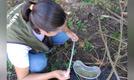 Dengue: confirmação de segundo foco de larvas acende alerta sobre a doença em Morro da Fumaça