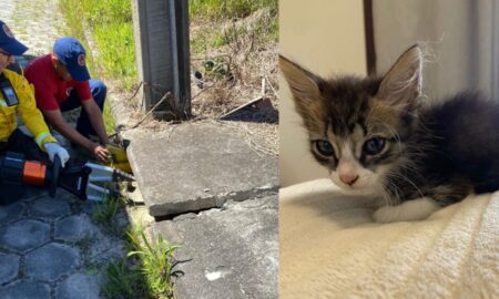 Gato salvo pelo Corpo de Bombeiros está para adoção