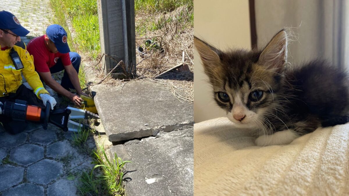 Gato salvo pelo Corpo de Bombeiros está para adoção