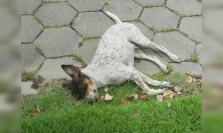 Morador relata envenenamento de cães no Bairro Graziela