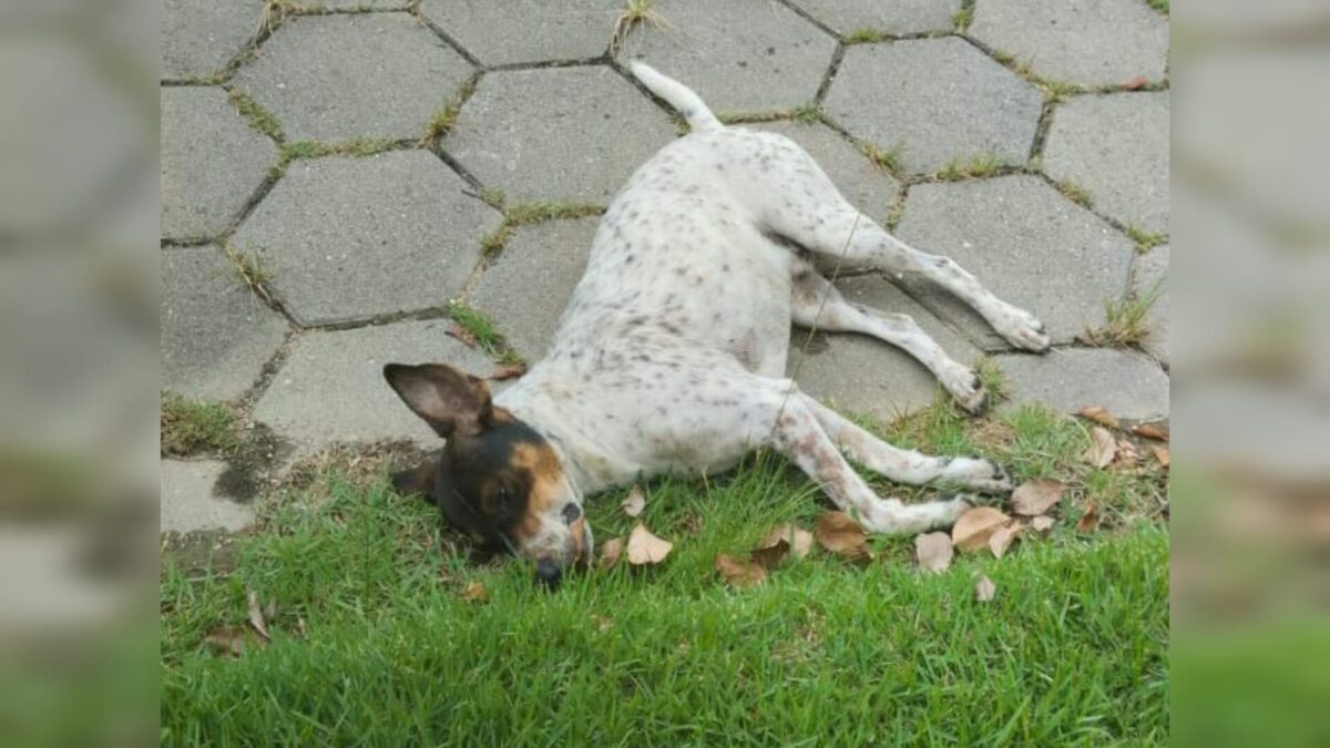 Morador relata envenenamento de cães no Bairro Graziela