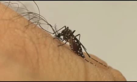 Defesa Civil envia alertas por SMS para conscientizar a população no combate à dengue