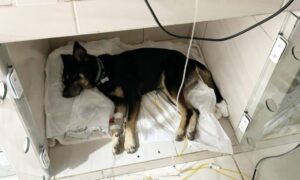 Cachorros são mortos por suspeita de envenenamento no Distrito de Estação Cocal