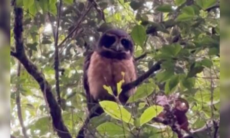 Biólogo encontra dois murucututus-de-barriga-amarela em Mina Fluorita