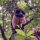 Biólogo encontra dois murucututus-de-barriga-amarela em Mina Fluorita