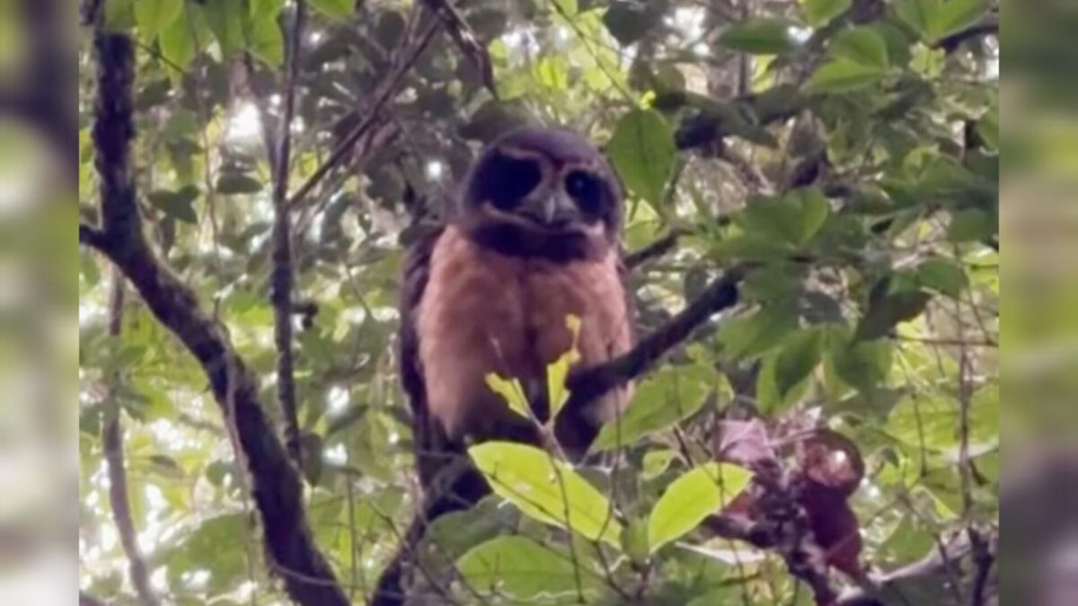 Biólogo encontra dois murucututus-de-barriga-amarela em Mina Fluorita