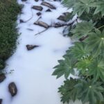 Espuma misteriosa no Rio Linha Torrens chama atenção em Morro da Fumaça