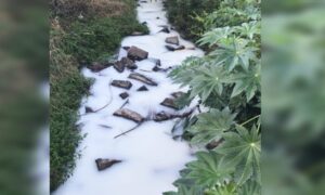 Espuma misteriosa no Rio Linha Torrens chama atenção em Morro da Fumaça