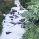 Espuma misteriosa no Rio Linha Torrens chama atenção em Morro da Fumaça