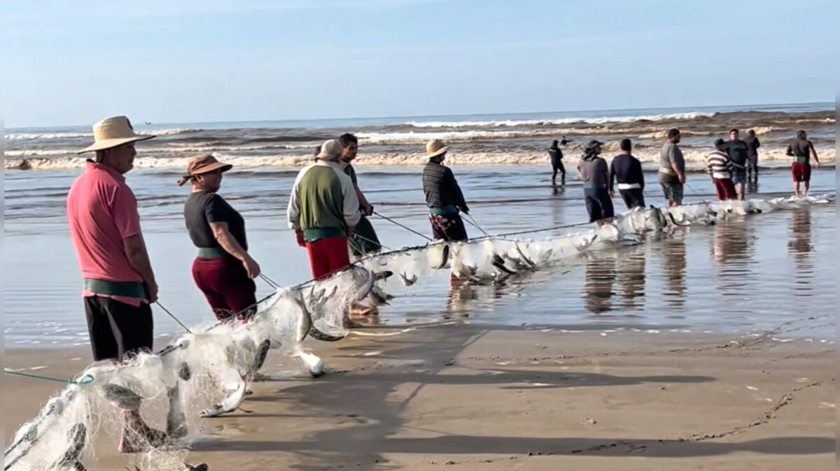 Lanço de tainha chama atenção e anima pescadores em Balneário Esplanada