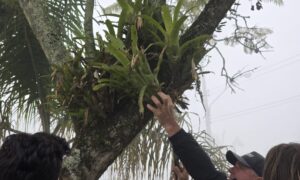 Parque Linear: entenda as medidas ambientais compensatórias que serão realizadas