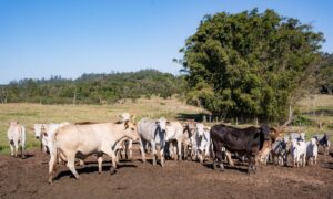 Governo de Morro da Fumaça irá fornecer vacinas contra raiva e carbúnculo para pecuaristas fumacenses