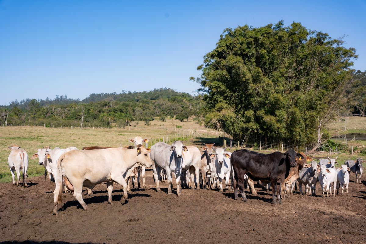 Governo de Morro da Fumaça irá fornecer vacinas contra raiva e carbúnculo para pecuaristas fumacenses