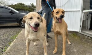 Morro da Fumaça ultrapassa a marca de 500 animais castrados gratuitamente em 2025