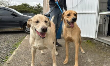 Morro da Fumaça ultrapassa a marca de 500 animais castrados gratuitamente em 2025