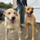 Morro da Fumaça ultrapassa a marca de 500 animais castrados gratuitamente em 2025