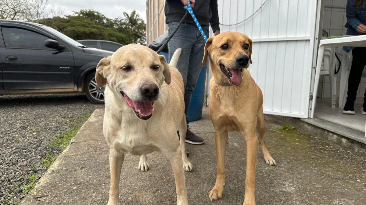 Morro da Fumaça ultrapassa a marca de 500 animais castrados gratuitamente em 2025