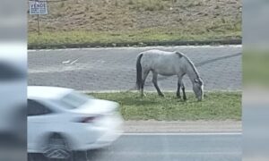 Cavalo solto no Anel de Contorno Viário volta a preocupar motoristas em Morro da Fumaça