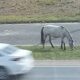 Cavalo solto no Anel de Contorno Viário volta a preocupar motoristas em Morro da Fumaça