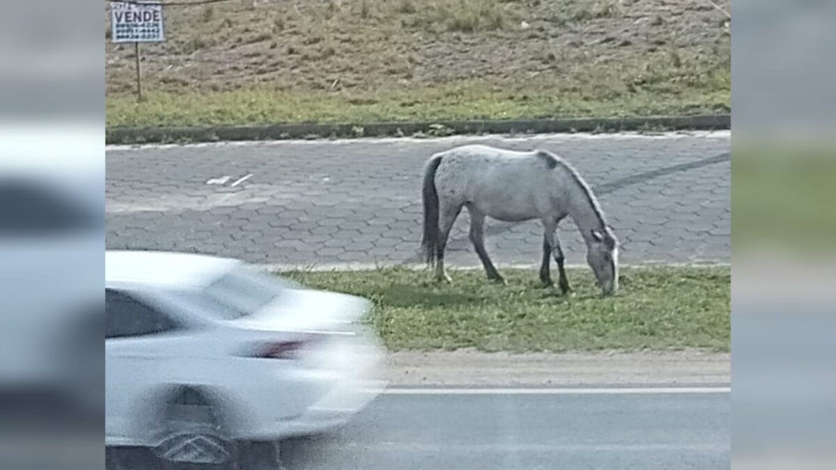 Cavalo solto no Anel de Contorno Viário volta a preocupar motoristas em Morro da Fumaça