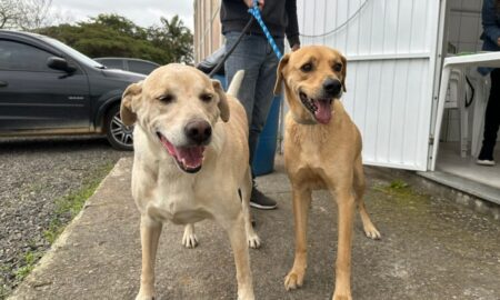 Morro da Fumaça alcança marca de mais de 600 castrações gratuitas em 2025