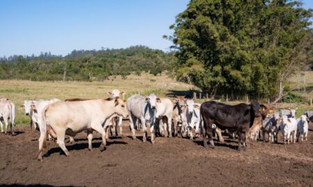 Agricultura fumacense inicia cadastro de produtores de gado para distribuição gratuita de vacinas contra raiva e carbúnculo
