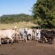Agricultura fumacense inicia cadastro de produtores de gado para distribuição gratuita de vacinas contra raiva e carbúnculo 5 Agricultura fumacense inicia cadastro de produtores de gado para distribuição gratuita de vacinas contra raiva e carbúnculo