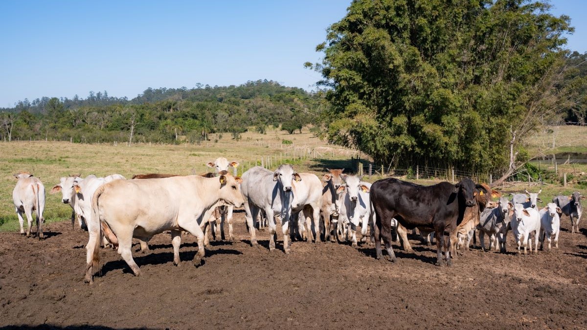 Agricultura fumacense inicia cadastro de produtores de gado para distribuição gratuita de vacinas contra raiva e carbúnculo 1 Agricultura fumacense inicia cadastro de produtores de gado para distribuição gratuita de vacinas contra raiva e carbúnculo