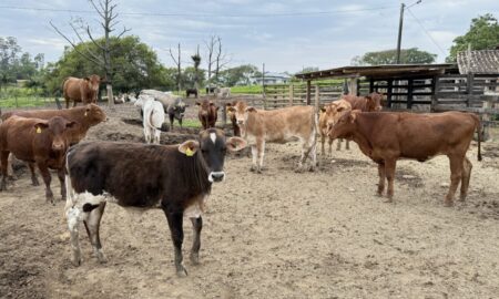 Agricultura de Morro da Fumaça inicia cadastro de produtores rurais para entrega de sêmen bovino