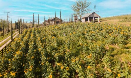 Últimos dias para inscrição no Concurso Fotográfico do Meio Ambiente de Morro da Fumaça