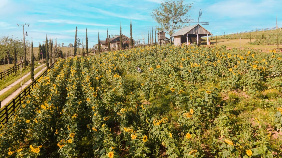 Últimos dias para inscrição no Concurso Fotográfico do Meio Ambiente de Morro da Fumaça