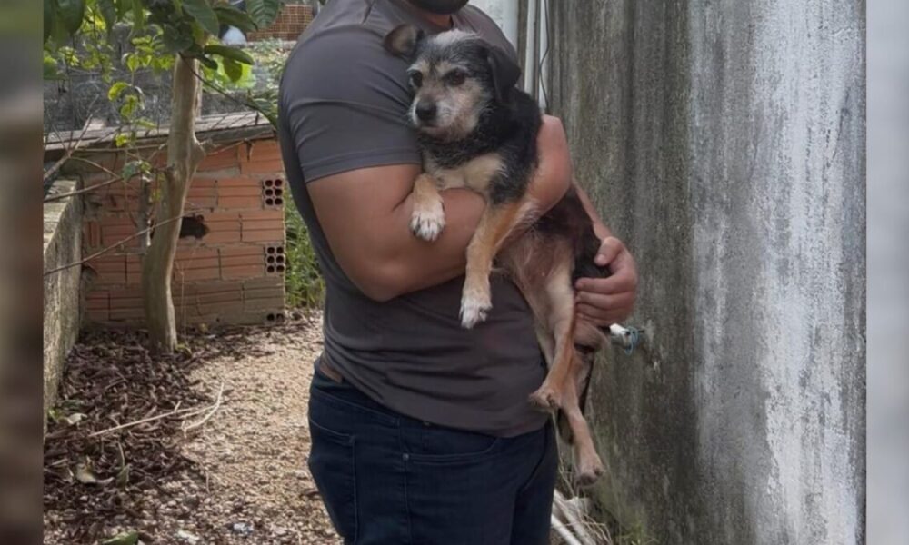 Polícias Civil e Militar resgatam animal abandonado no bairro Graziela