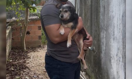 Polícias Civil e Militar resgatam animal abandonado no bairro Graziela