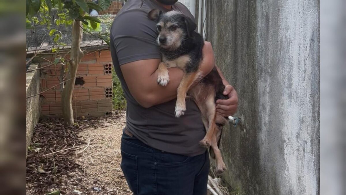 Polícias Civil e Militar resgatam animal abandonado no bairro Graziela