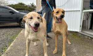 Fumaf realiza novo mutirão de castração gratuita e atende mais de 60 animais